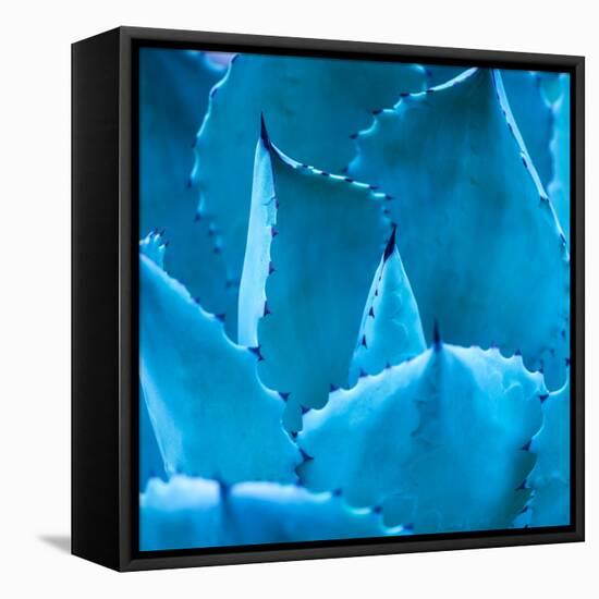 Sharp Pointed Agave Plant Leaves-kenny001-Framed Stretched Canvas