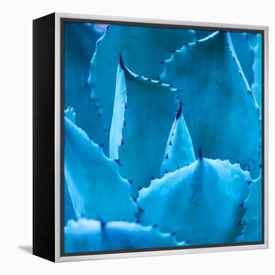 Sharp Pointed Agave Plant Leaves-kenny001-Framed Stretched Canvas