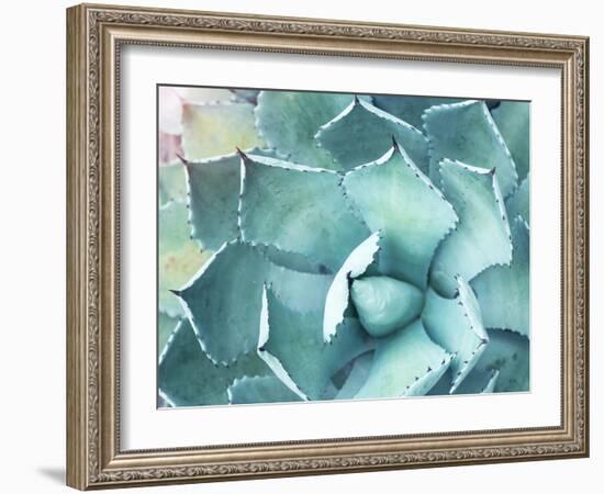 Sharp Pointed Agave Plant Leaves-kenny001-Framed Photographic Print
