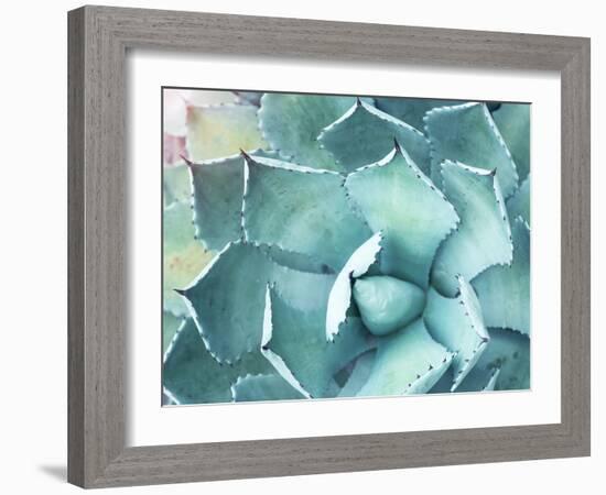 Sharp Pointed Agave Plant Leaves-kenny001-Framed Photographic Print