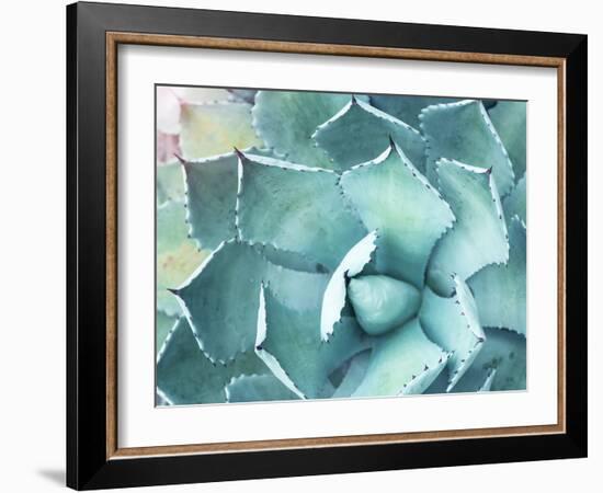 Sharp Pointed Agave Plant Leaves-kenny001-Framed Photographic Print