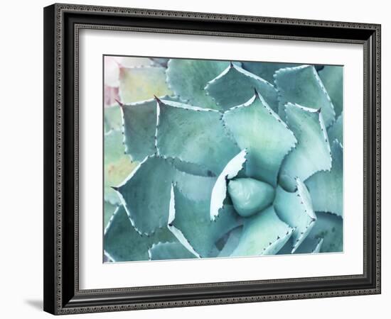 Sharp Pointed Agave Plant Leaves-kenny001-Framed Photographic Print