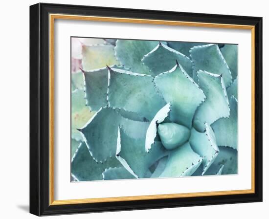 Sharp Pointed Agave Plant Leaves-kenny001-Framed Photographic Print