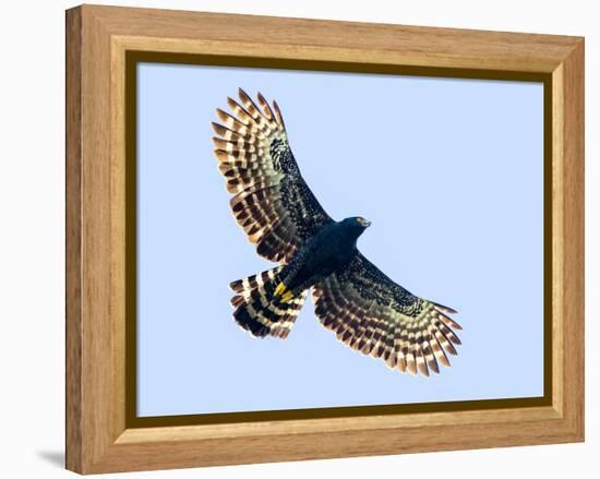 Sharp-shinned hawk (Accipiter striatus) in flight, Sarapiqui, Costa Rica-Panoramic Images-Framed Premier Image Canvas