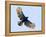 Sharp-shinned hawk (Accipiter striatus) in flight, Sarapiqui, Costa Rica-Panoramic Images-Framed Premier Image Canvas