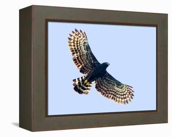 Sharp-shinned hawk (Accipiter striatus) in flight, Sarapiqui, Costa Rica-Panoramic Images-Framed Premier Image Canvas