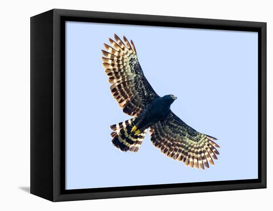 Sharp-shinned hawk (Accipiter striatus) in flight, Sarapiqui, Costa Rica-Panoramic Images-Framed Premier Image Canvas