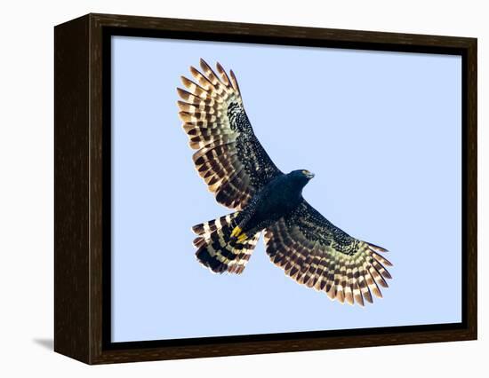 Sharp-shinned hawk (Accipiter striatus) in flight, Sarapiqui, Costa Rica-Panoramic Images-Framed Premier Image Canvas