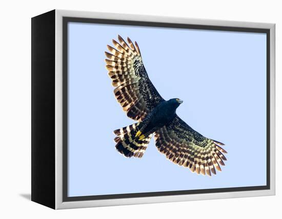 Sharp-shinned hawk (Accipiter striatus) in flight, Sarapiqui, Costa Rica-Panoramic Images-Framed Premier Image Canvas