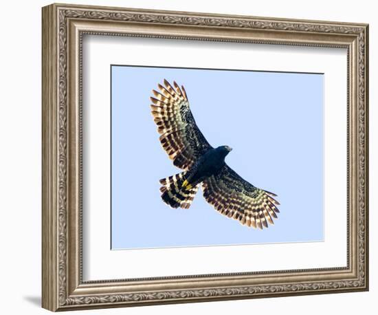 Sharp-shinned hawk (Accipiter striatus) in flight, Sarapiqui, Costa Rica-Panoramic Images-Framed Photographic Print