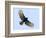 Sharp-shinned hawk (Accipiter striatus) in flight, Sarapiqui, Costa Rica-Panoramic Images-Framed Photographic Print