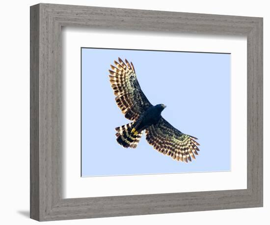 Sharp-shinned hawk (Accipiter striatus) in flight, Sarapiqui, Costa Rica-Panoramic Images-Framed Photographic Print