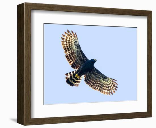 Sharp-shinned hawk (Accipiter striatus) in flight, Sarapiqui, Costa Rica-Panoramic Images-Framed Photographic Print