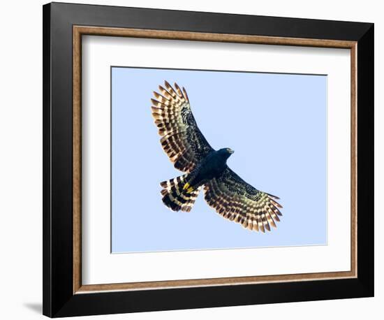 Sharp-shinned hawk (Accipiter striatus) in flight, Sarapiqui, Costa Rica-Panoramic Images-Framed Photographic Print