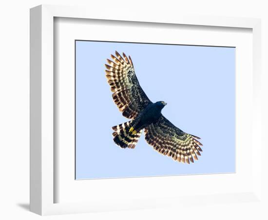 Sharp-shinned hawk (Accipiter striatus) in flight, Sarapiqui, Costa Rica-Panoramic Images-Framed Photographic Print