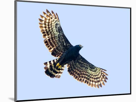 Sharp-shinned hawk (Accipiter striatus) in flight, Sarapiqui, Costa Rica-Panoramic Images-Mounted Photographic Print