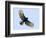 Sharp-shinned hawk (Accipiter striatus) in flight, Sarapiqui, Costa Rica-Panoramic Images-Framed Photographic Print