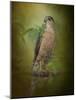 Sharp Shinned Hawk-Jai Johnson-Mounted Giclee Print