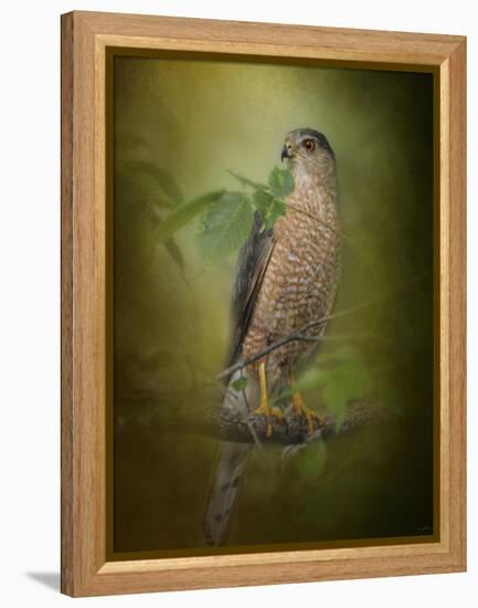 Sharp Shinned Hawk-Jai Johnson-Framed Premier Image Canvas