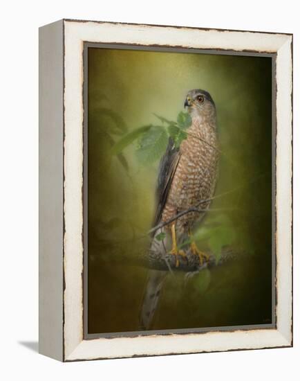 Sharp Shinned Hawk-Jai Johnson-Framed Premier Image Canvas