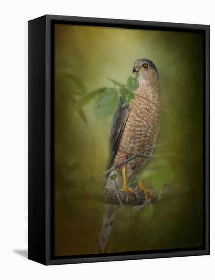 Sharp Shinned Hawk-Jai Johnson-Framed Premier Image Canvas