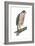 Sharp-Skinned Hawk (Accipiter Striatus), Birds-Encyclopaedia Britannica-Framed Art Print