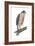 Sharp-Skinned Hawk (Accipiter Striatus), Birds-Encyclopaedia Britannica-Framed Art Print