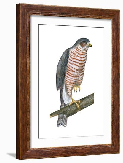 Sharp-Skinned Hawk (Accipiter Striatus), Birds-Encyclopaedia Britannica-Framed Art Print