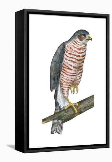 Sharp-Skinned Hawk (Accipiter Striatus), Birds-Encyclopaedia Britannica-Framed Stretched Canvas