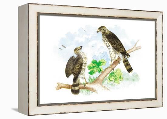 Sharp Skinned Hawk with Broad Wing Hawk-Theodore Jasper-Framed Stretched Canvas