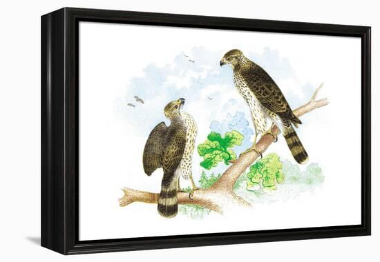 Sharp Skinned Hawk with Broad Wing Hawk-Theodore Jasper-Framed Stretched Canvas