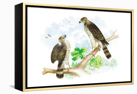 Sharp Skinned Hawk with Broad Wing Hawk-Theodore Jasper-Framed Stretched Canvas