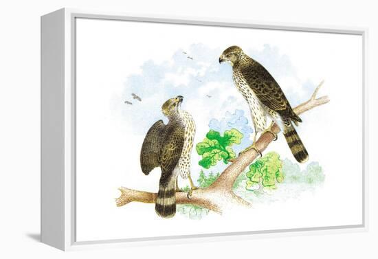 Sharp Skinned Hawk with Broad Wing Hawk-Theodore Jasper-Framed Stretched Canvas