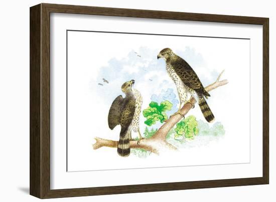 Sharp Skinned Hawk with Broad Wing Hawk-Theodore Jasper-Framed Art Print