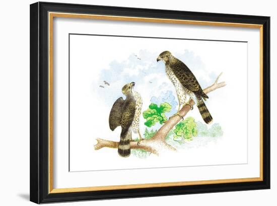 Sharp Skinned Hawk with Broad Wing Hawk-Theodore Jasper-Framed Art Print