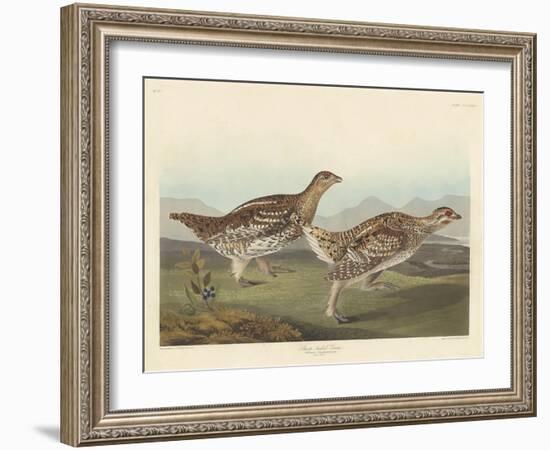 Sharp-tailed Grous, 1837-John James Audubon-Framed Giclee Print