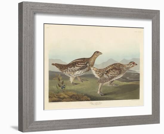 Sharp-tailed Grous, 1837-John James Audubon-Framed Giclee Print