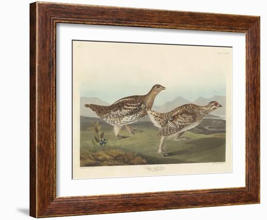 Sharp-tailed Grous, 1837-John James Audubon-Framed Giclee Print