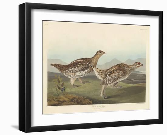 Sharp-tailed Grous, 1837-John James Audubon-Framed Giclee Print