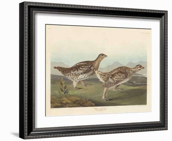 Sharp-tailed Grous, 1837-John James Audubon-Framed Giclee Print