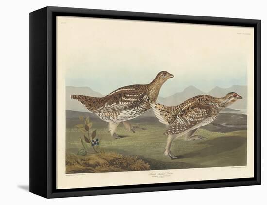 Sharp-tailed Grous, 1837-John James Audubon-Framed Premier Image Canvas