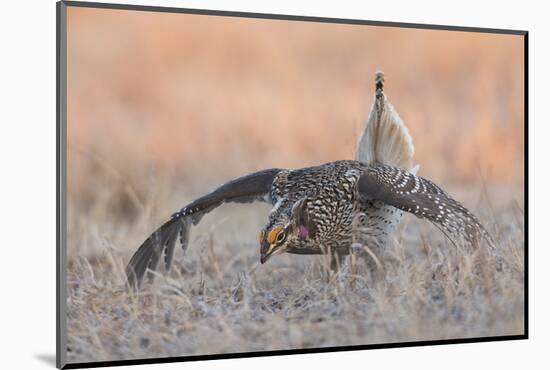 Sharp-tailed grouse, courtship display-Ken Archer-Mounted Photographic Print