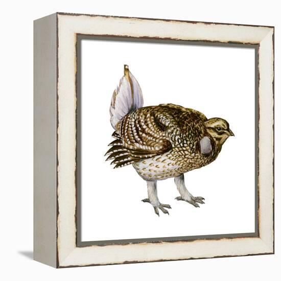 Sharp-Tailed Grouse (Tympanuchus Phasianellus), Birds-Encyclopaedia Britannica-Framed Stretched Canvas