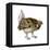 Sharp-Tailed Grouse (Tympanuchus Phasianellus), Birds-Encyclopaedia Britannica-Framed Stretched Canvas