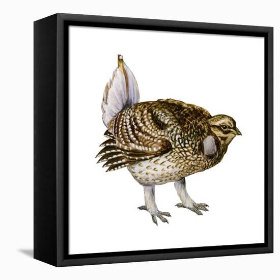 Sharp-Tailed Grouse (Tympanuchus Phasianellus), Birds-Encyclopaedia Britannica-Framed Stretched Canvas