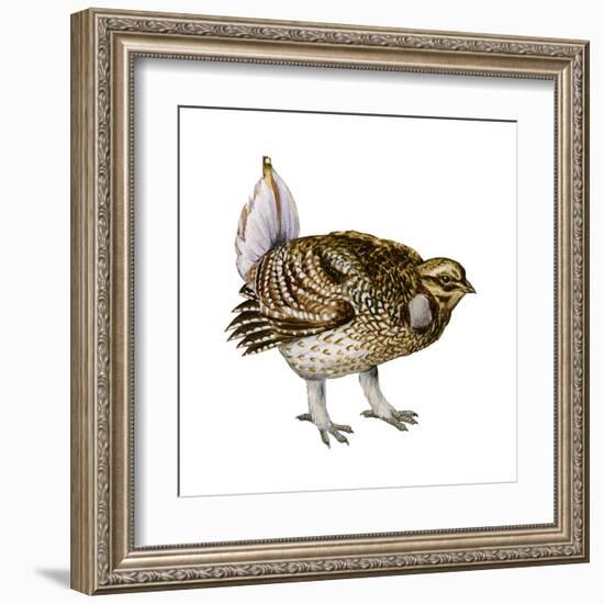 Sharp-Tailed Grouse (Tympanuchus Phasianellus), Birds-Encyclopaedia Britannica-Framed Art Print