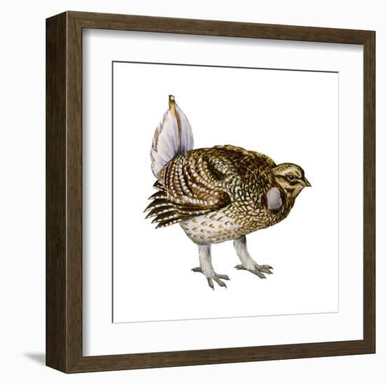 Sharp-Tailed Grouse (Tympanuchus Phasianellus), Birds-Encyclopaedia Britannica-Framed Art Print