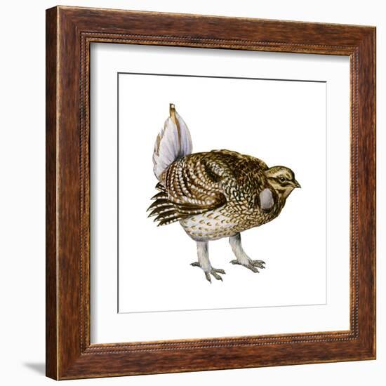 Sharp-Tailed Grouse (Tympanuchus Phasianellus), Birds-Encyclopaedia Britannica-Framed Art Print