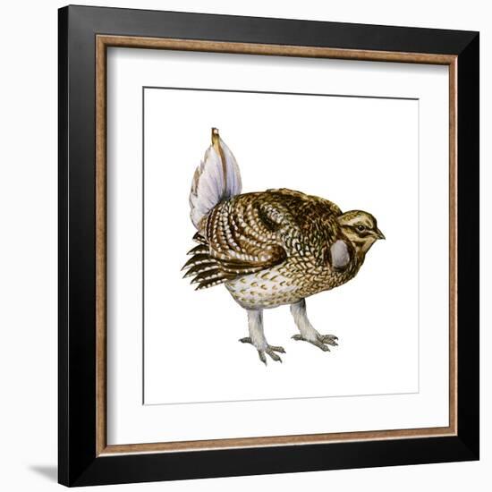 Sharp-Tailed Grouse (Tympanuchus Phasianellus), Birds-Encyclopaedia Britannica-Framed Art Print