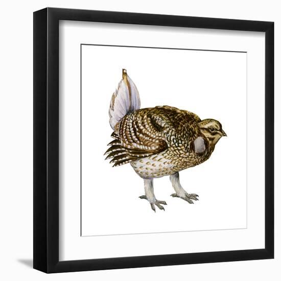 Sharp-Tailed Grouse (Tympanuchus Phasianellus), Birds-Encyclopaedia Britannica-Framed Art Print